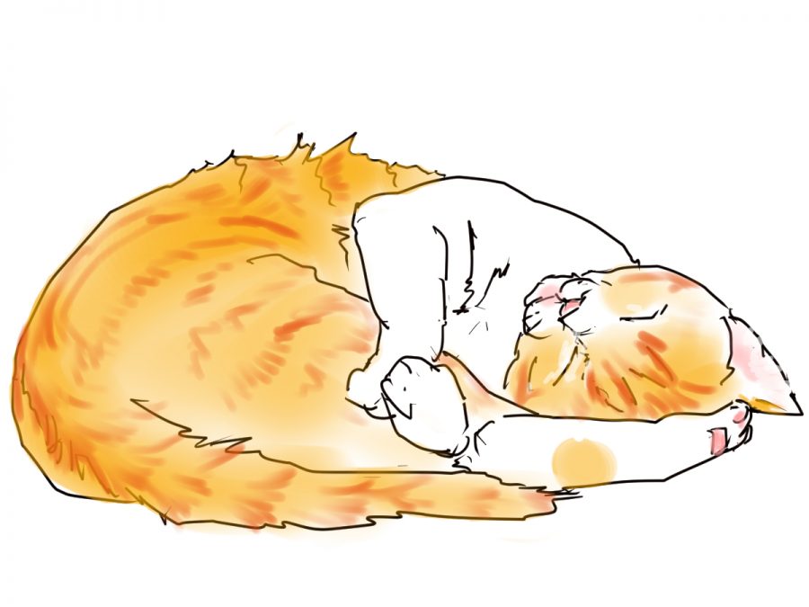 イラスト、白とキジトラ猫が足を抱えて寝てる