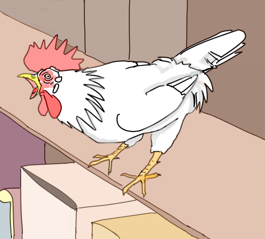 イラスト、小屋の中でコケコッコー