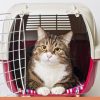 写真、ハードタイプキャリーバッグの中に猫
