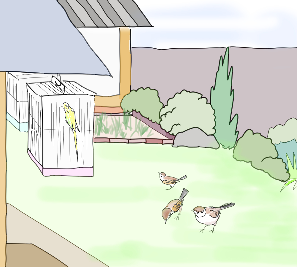 イラスト、軒下にインコや文鳥の鳥かご、庭の芝生にスズメ