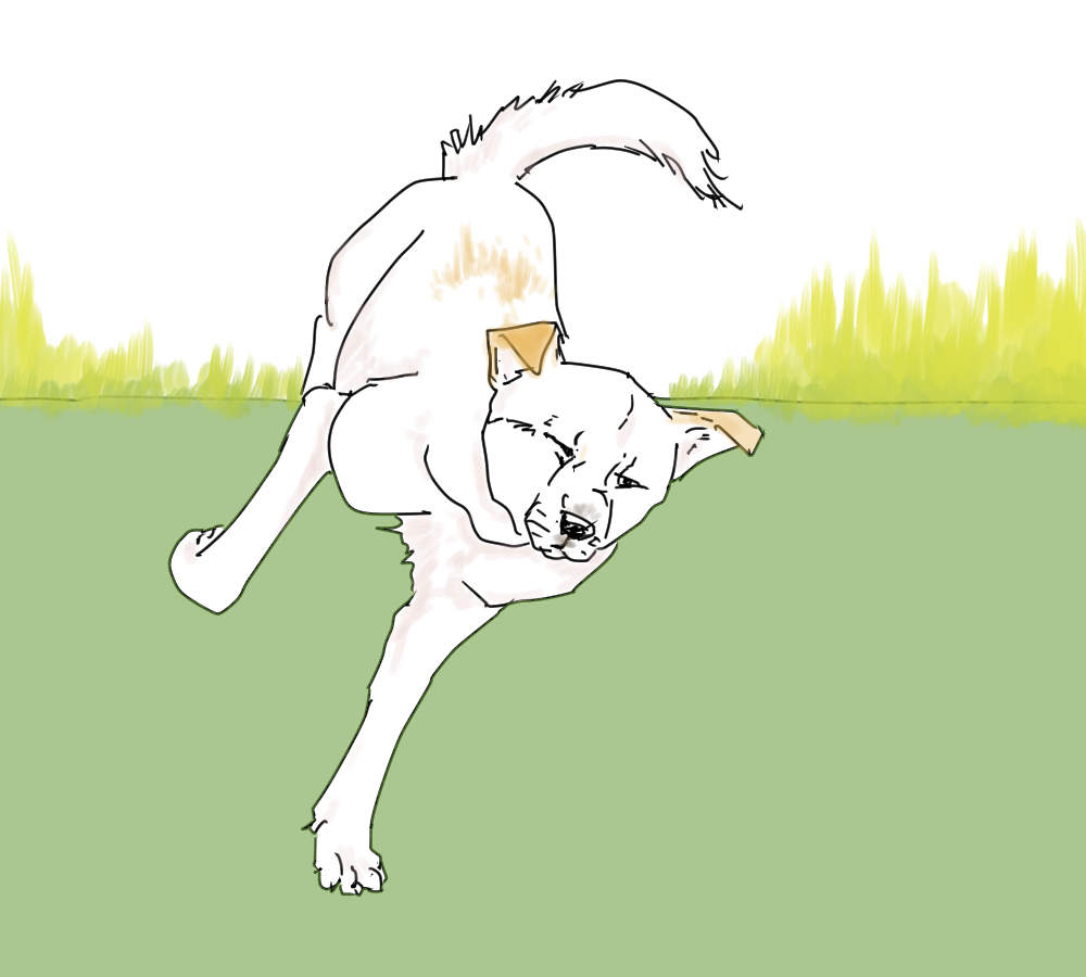 イラスト、高齢犬がよろけている