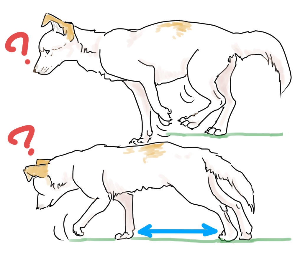 イラスト、高齢犬の協調運動の欠如①