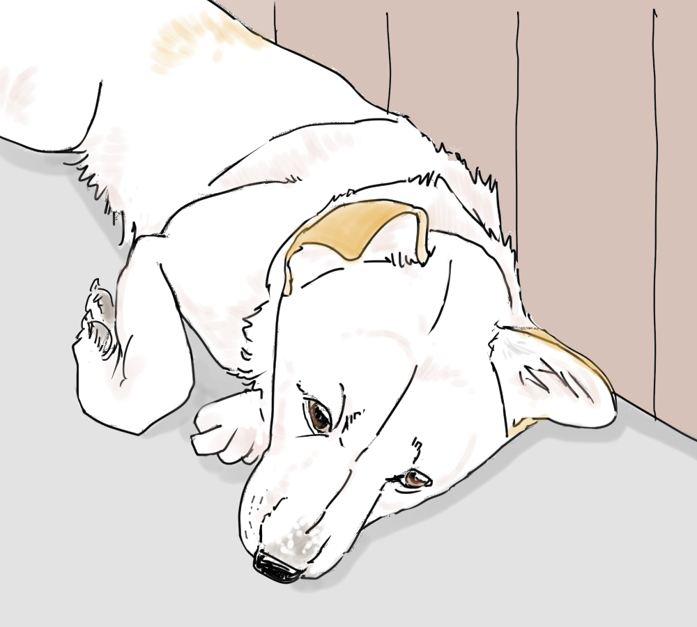 イラスト、高齢犬が硬い面の上で寝ようとする