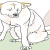 イラスト、白い老犬が目をしょぼしょぼさせて座ってる