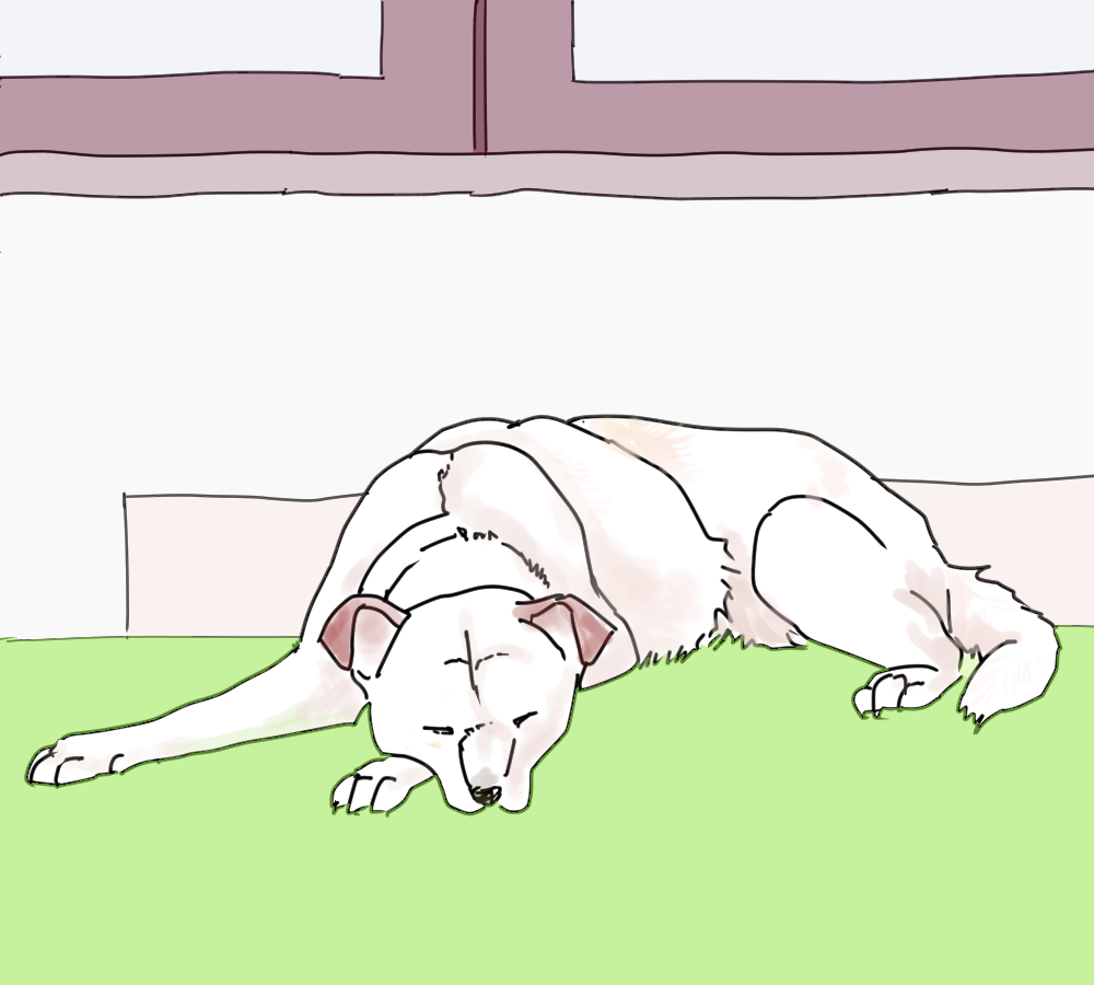 イラスト、芝生の上で寝る高齢犬