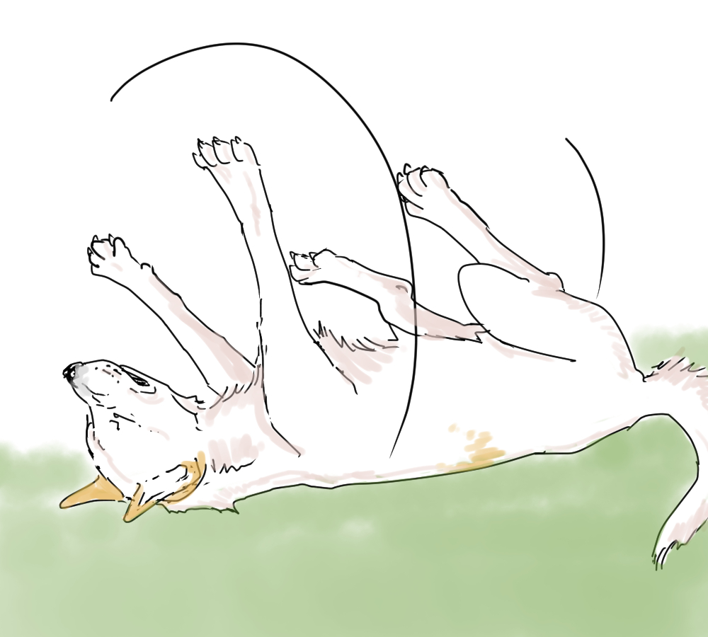 イラスト、高齢犬が転倒