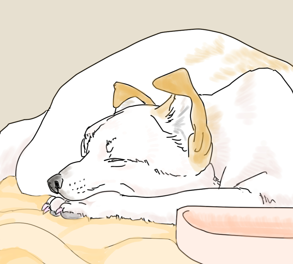 イラスト、高齢犬は食欲なし