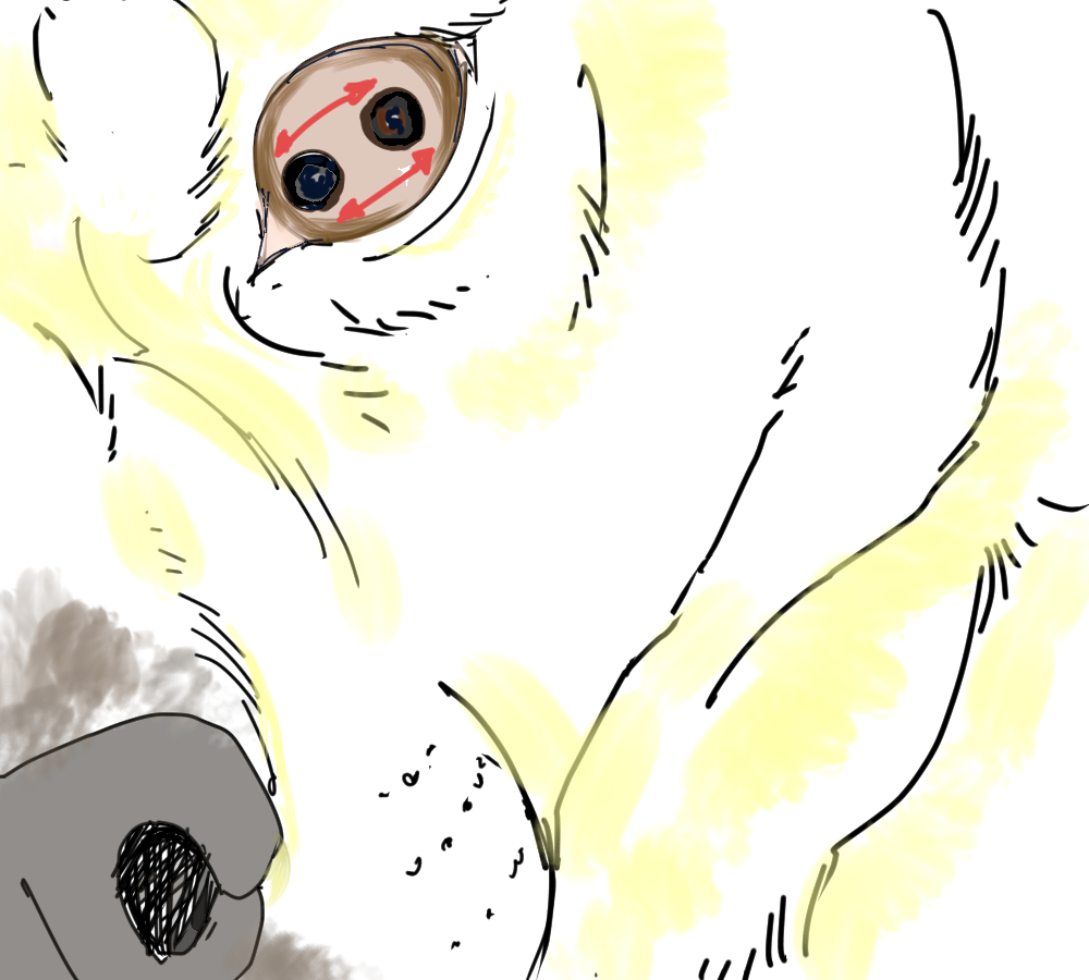 イラスト、高齢犬の黒目が左右に振れる