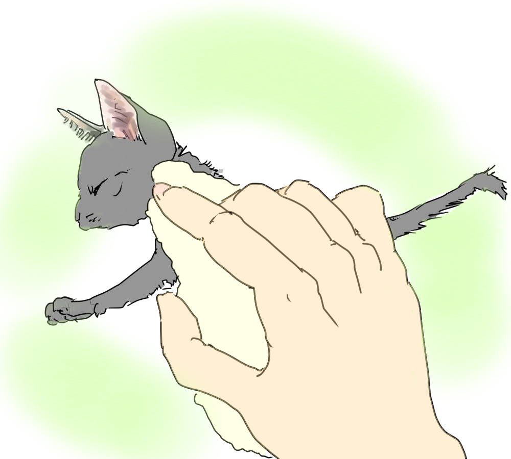 イラスト、子ネコを清拭