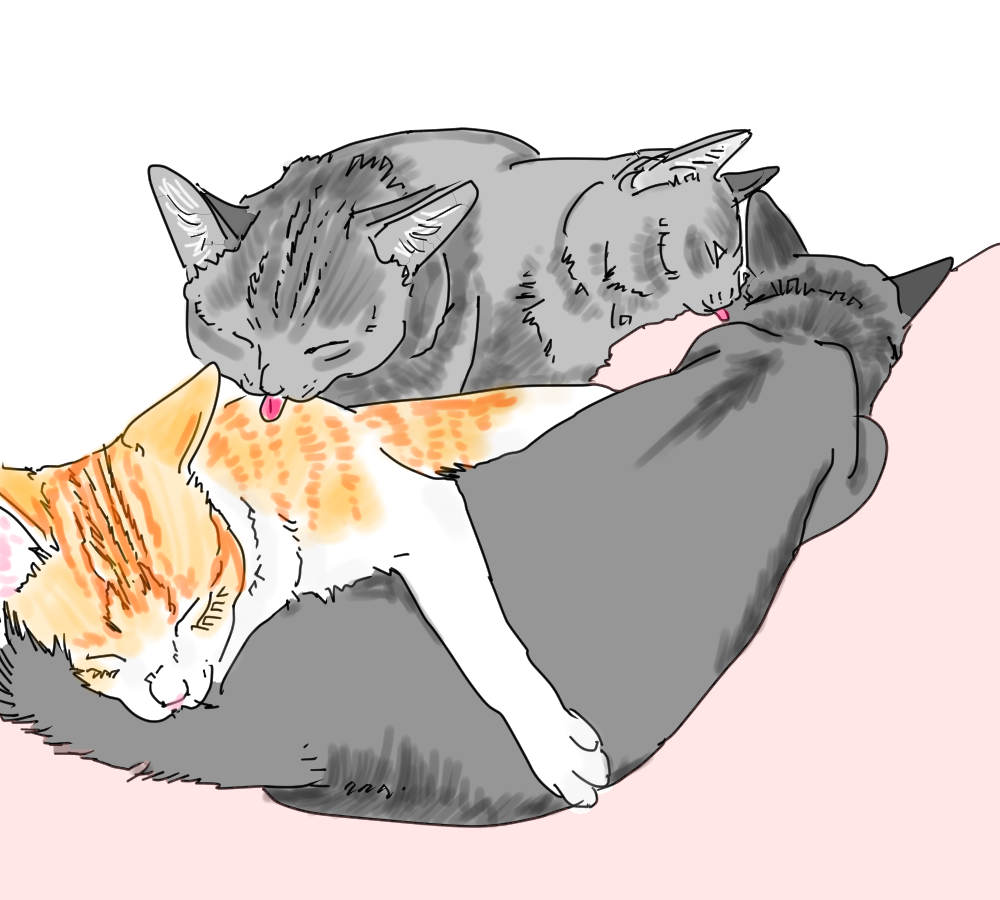 イラスト、寝ているネコをなめてから仲間入り