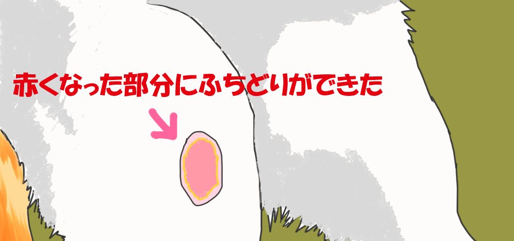 イラスト、ネコの後ろ足にできたハゲに変化が！赤くなった周囲に白っぽいふちどりがっできた