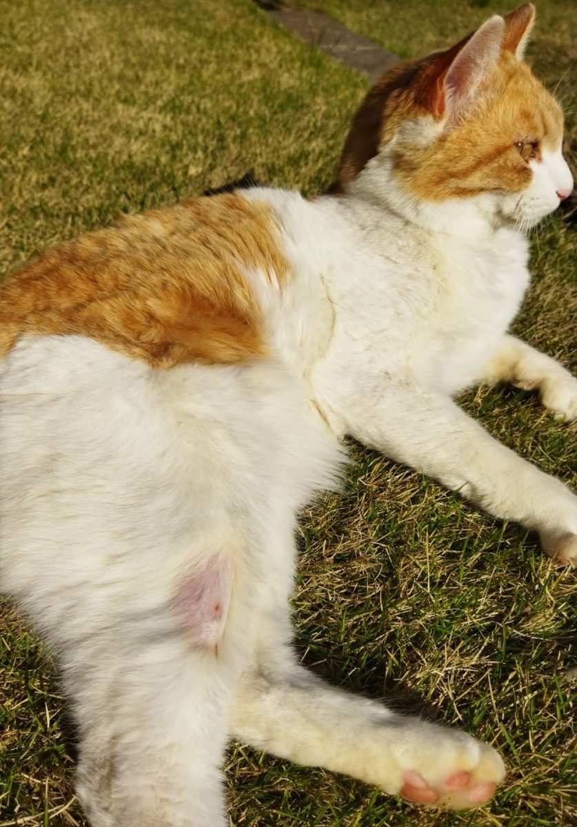 写真、白茶キジ猫の右後ろ足のハゲに毛が生えてきた