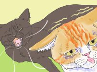 イラスト、黒猫が大あくびするが口が臭くて白茶猫が震えてる
