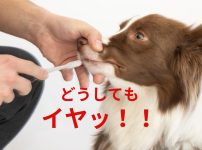 写真、飼い主は愛犬に歯みがきしたいが、口を固く閉じて拒否する洋犬