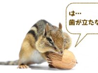 写真、シマリスがクルミを割ろうと歯を突き立てている