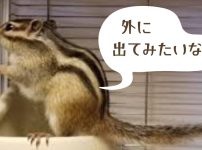 写真、シマリスがカゴの中で外を眺めてつぶやいている「外に出てみたいな」