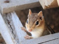 写真、シマリスが箱から顔を出して外の様子をうかがっている