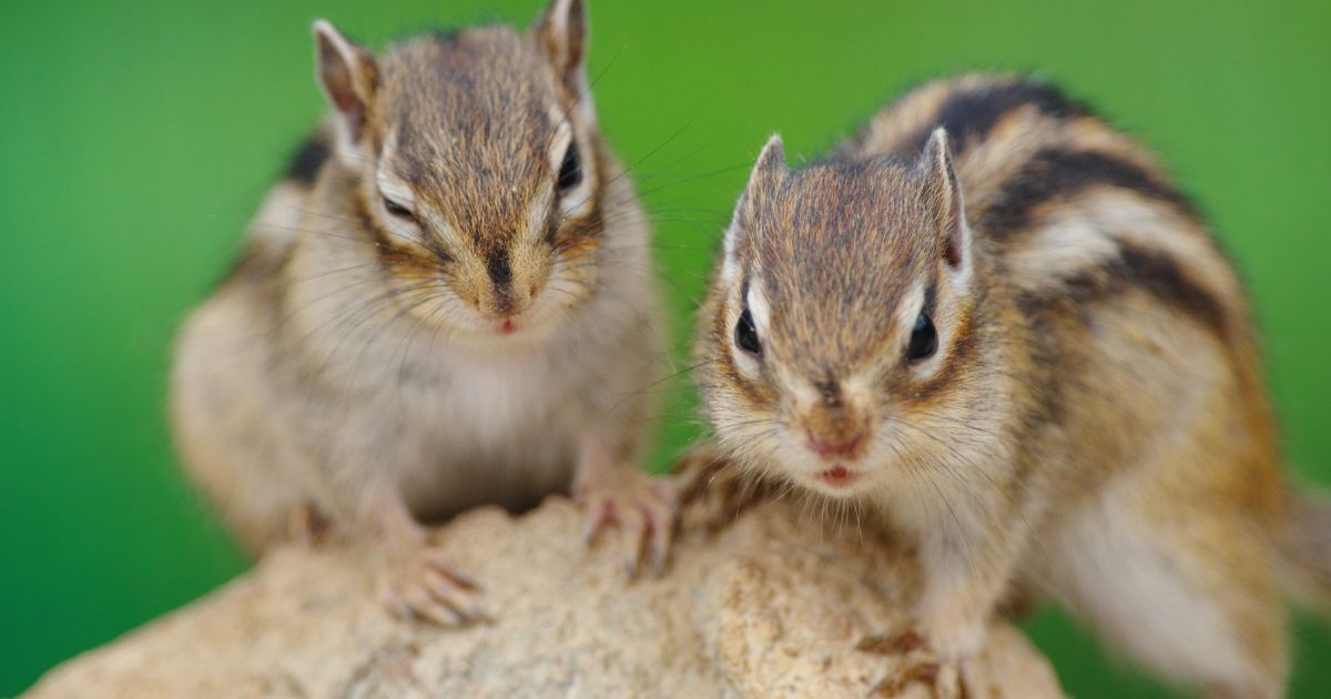 写真、2匹のシマリスがこちらを向いている
