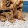写真、トイレにしゃがんで用を足す猫。猫は肩から下が写っている