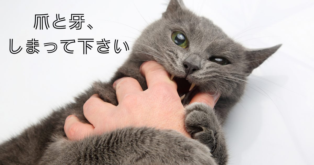 写真、猫と遊んでいるうちに手を両前足で抱え込まれ、その上咬まれる
