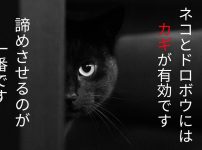 写真アイキャッチ画像、黒猫が闇に紛れてこちらを窺がっている