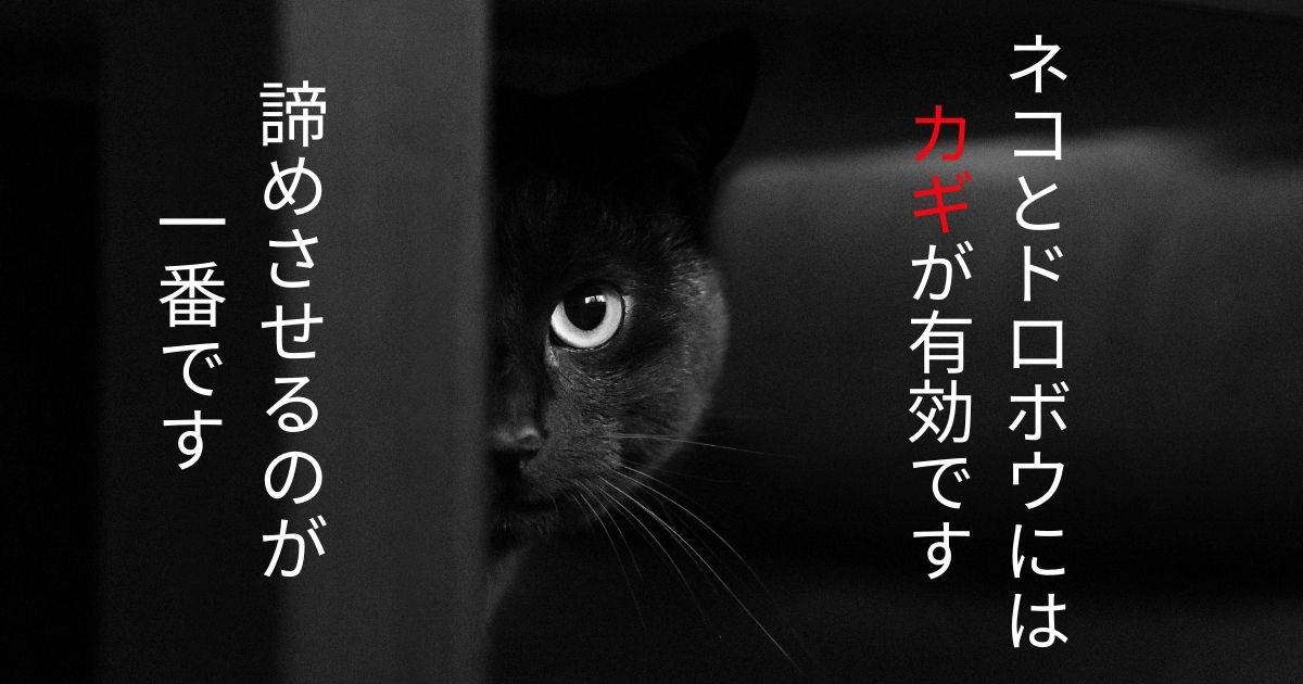 写真アイキャッチ画像、黒猫が闇に紛れてこちらを窺がっている