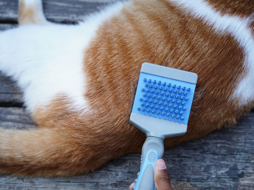 写真、茶キジ猫をブラッシングして毛をすいている