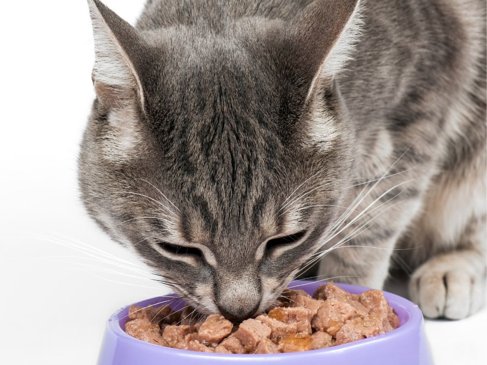 写真、ソフトキャットフードを食べる猫