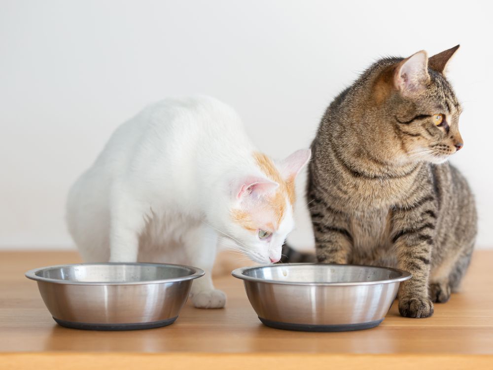 写真、白猫とキジ猫が並んでエサを食べているが、錆猫がよそ見している隙に白猫が横取りしようとしてる