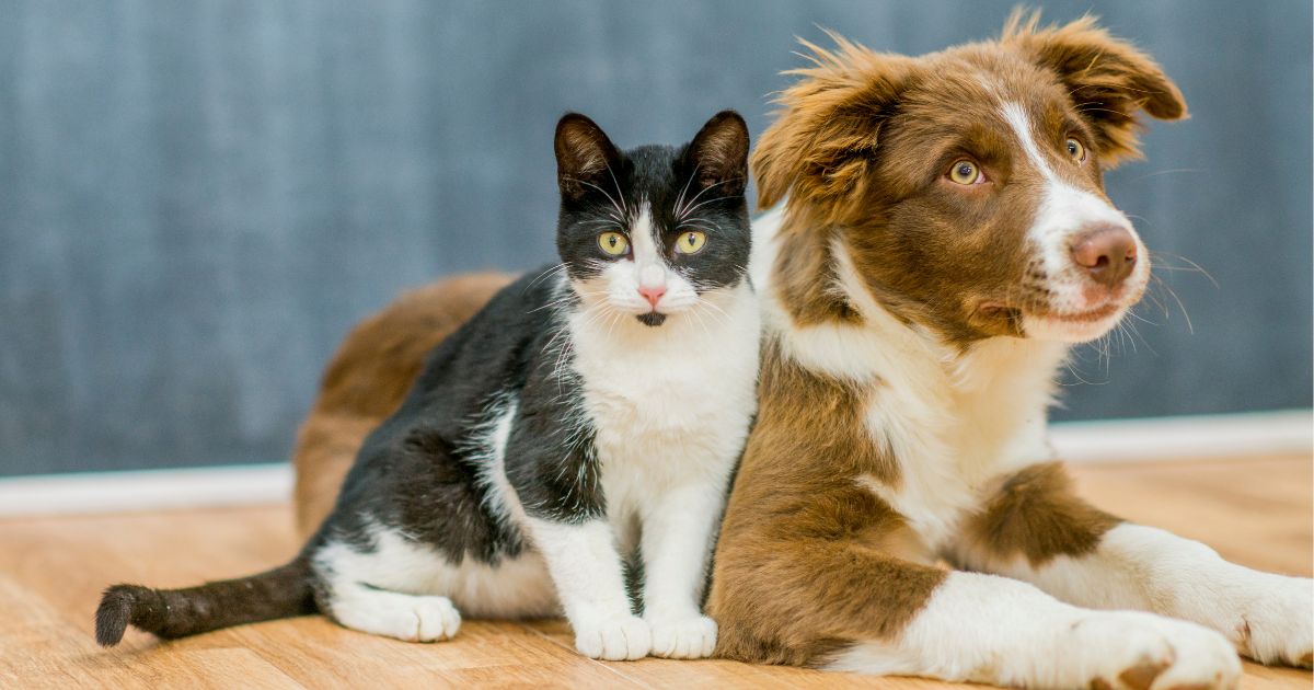 写真、白黒猫と中型犬が寄り添ってこっちを見ている
