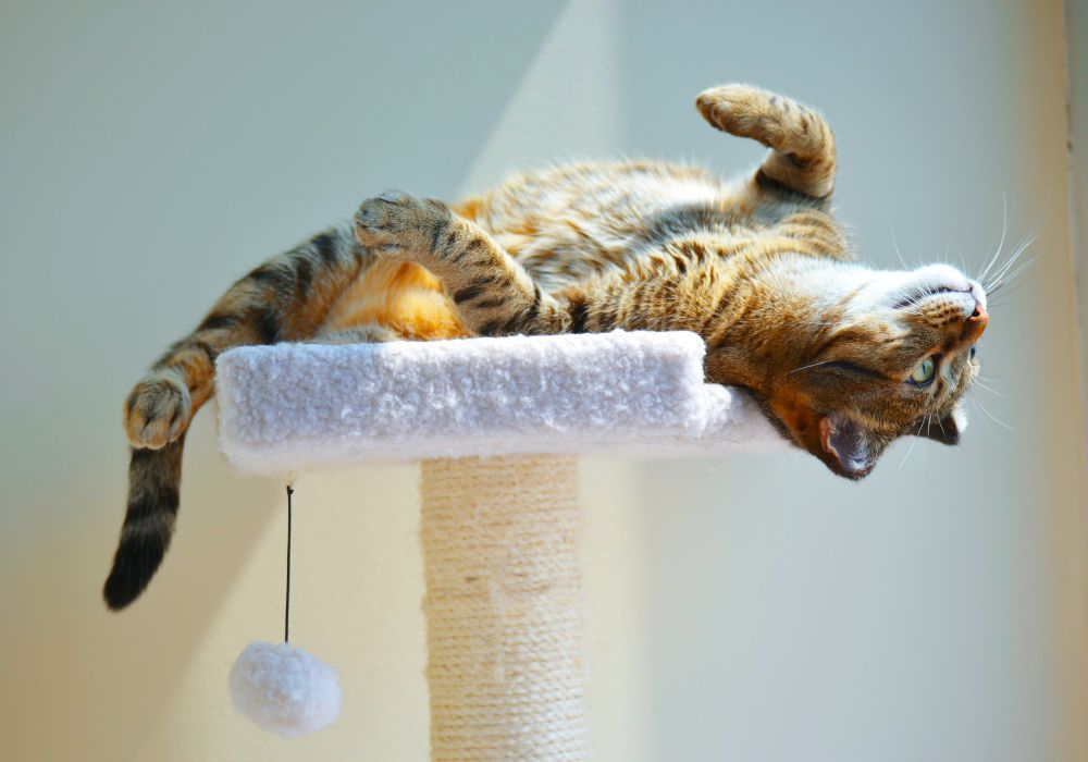 写真、キャットタワーで仰向けのネコ