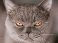 写真、睨むグレーの猫