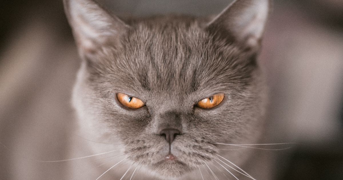 写真、睨むグレーの猫