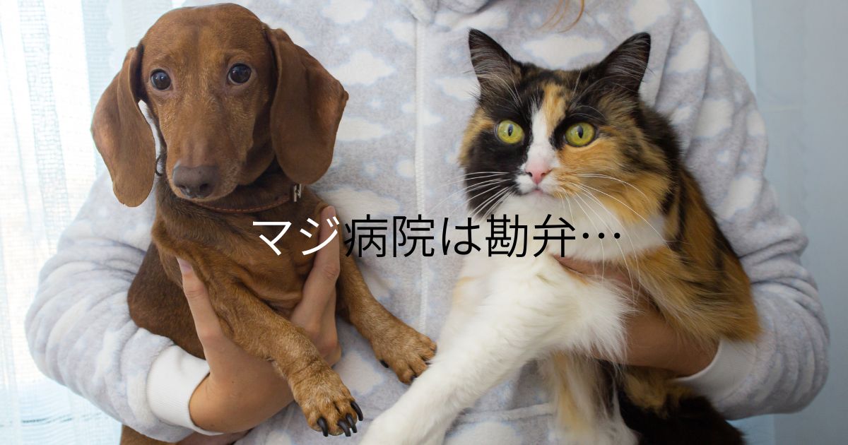 写真、両手にミニチュアダックスと三毛猫を抱えてる「マジ、病院は勘弁…」のセリフ付き