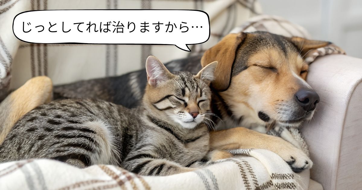 写真、ソファの上で犬と猫が寄り添い、目をつぶって伏せている